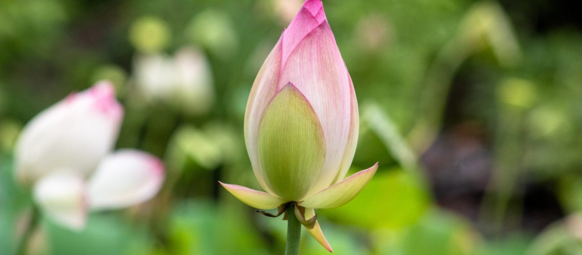 flower bud