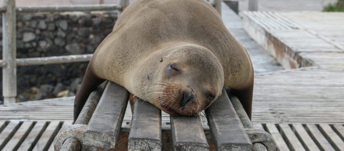 nap