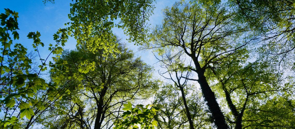 trees